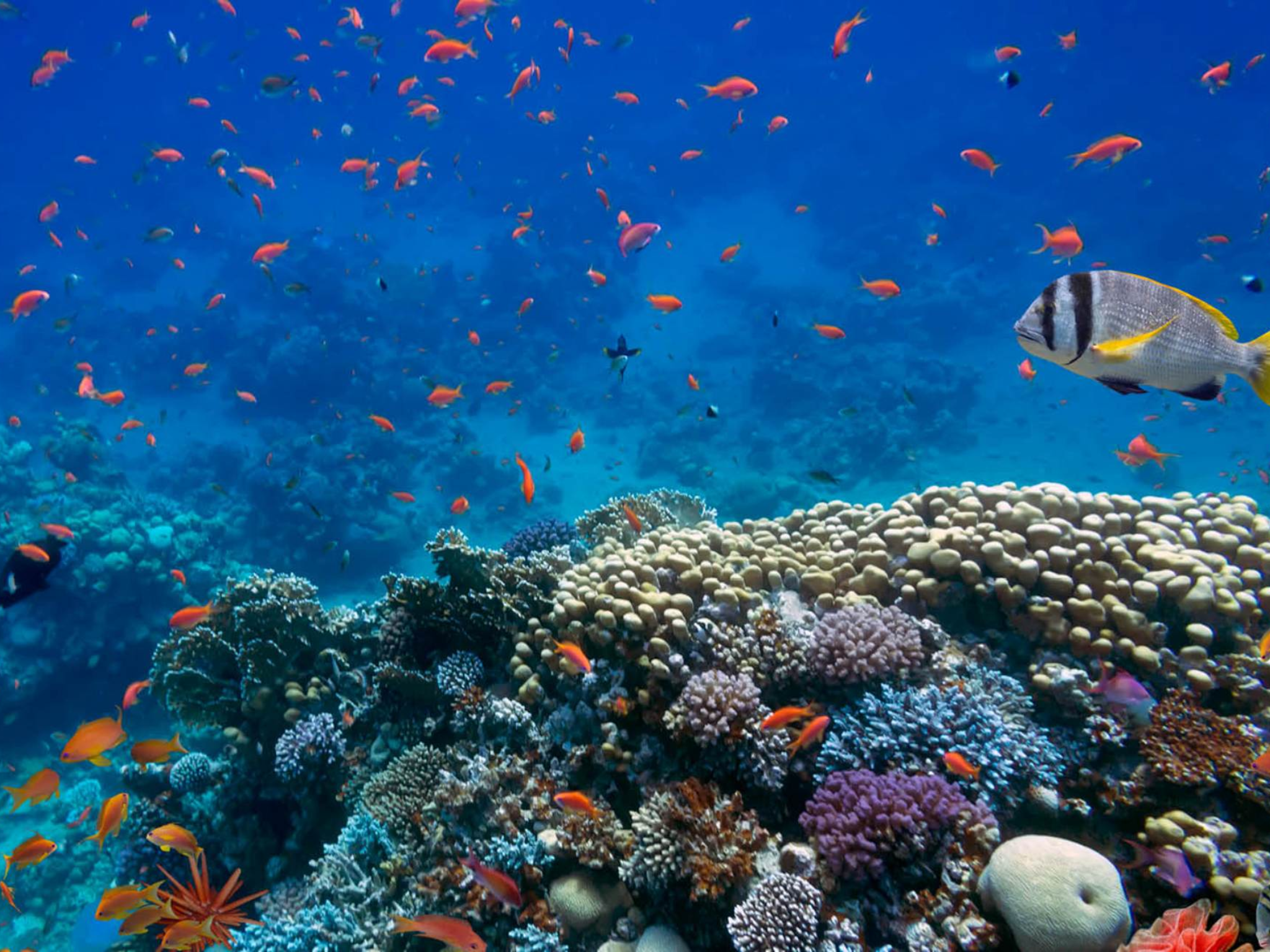 Biodiversity_MS_Teams_Background